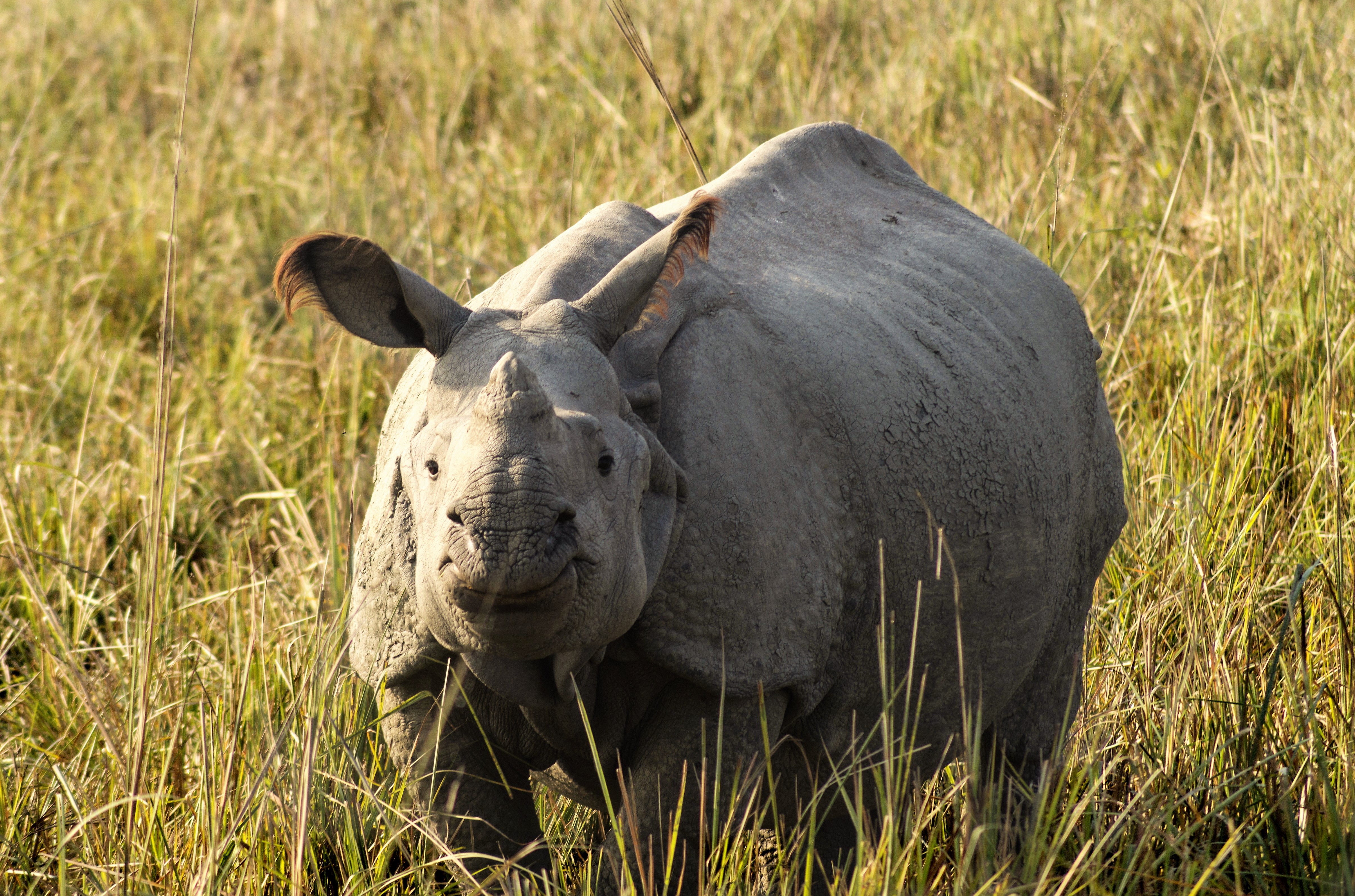 Pobitora Wildlife Sanctuary, Flora, Fauna - Assam Pobitora Wildlife Sanctuary