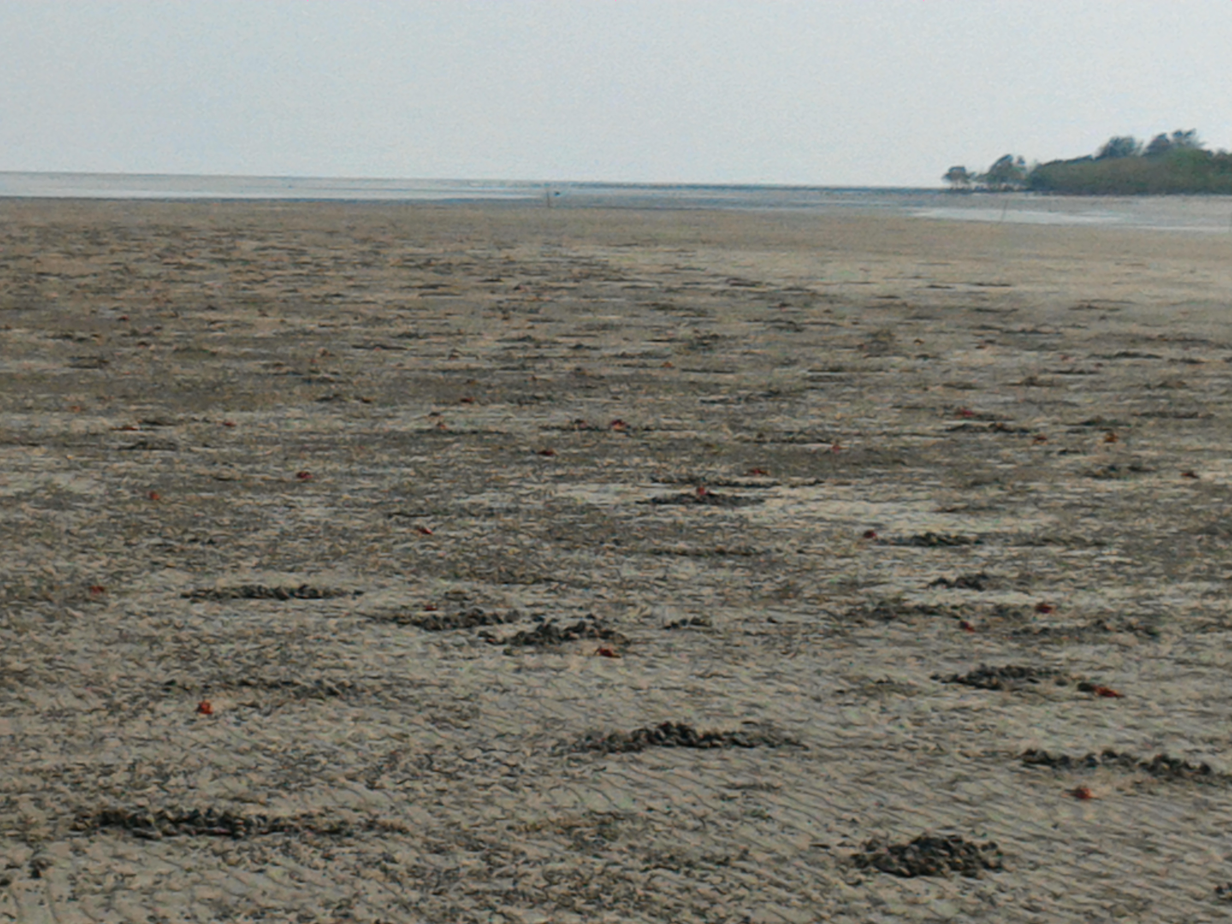 Henry’s Island, Attractions, Best Time : South 24 Parganas Jpeg