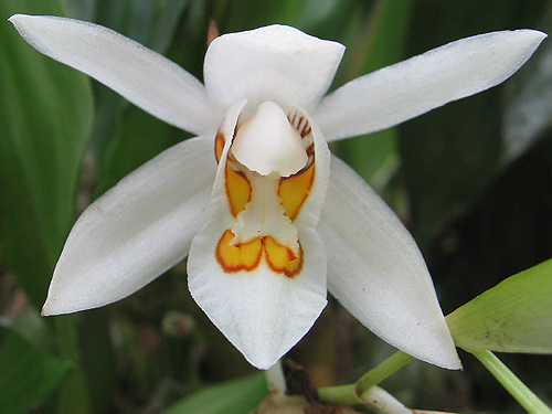 Sessa Orchid Sanctuary