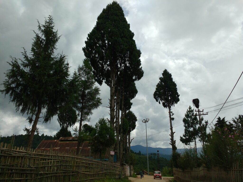 Ziro Pine Forest
