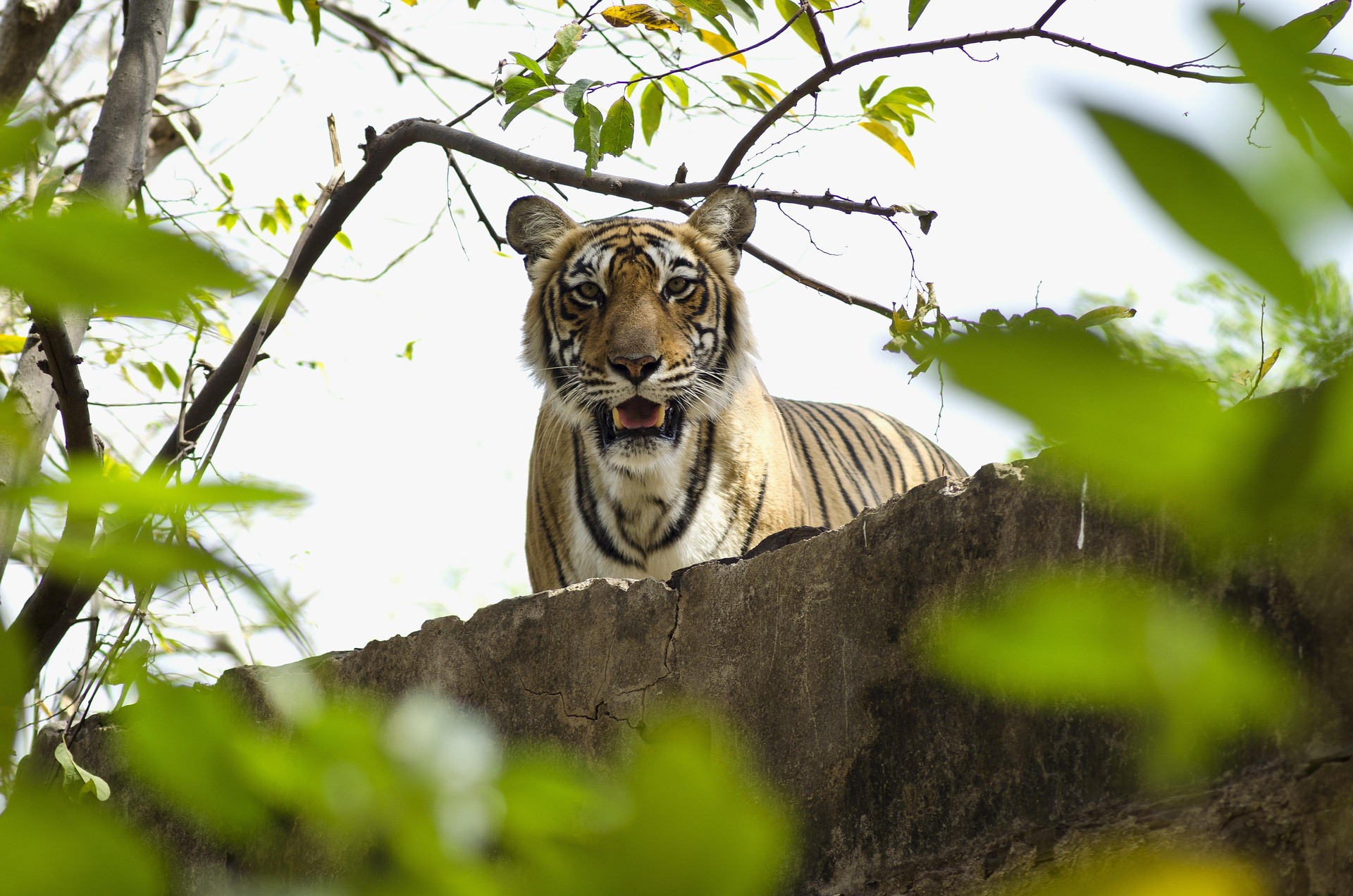 Ranthambore Ranthambore