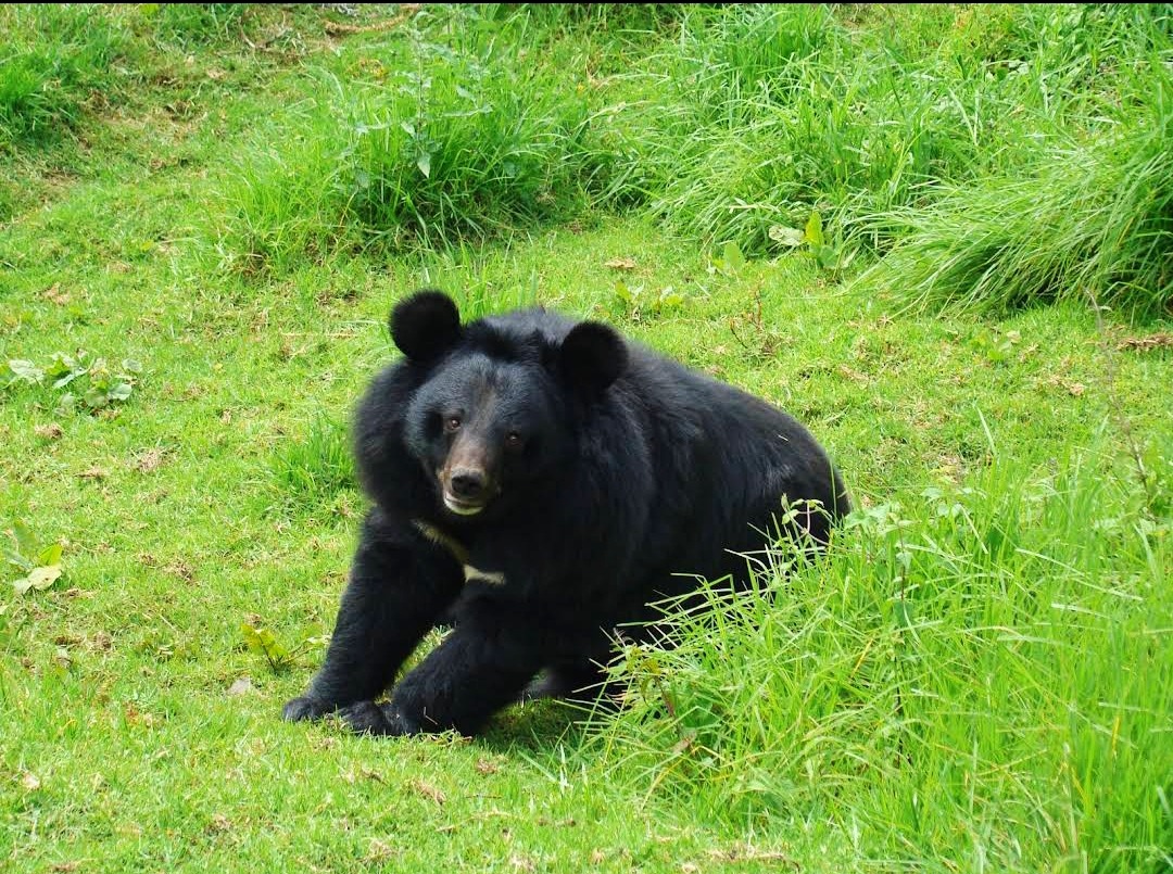 Nainital Zoo, Entry Time, Tickets, Best Time - Uttarakhand Nainital Zoo