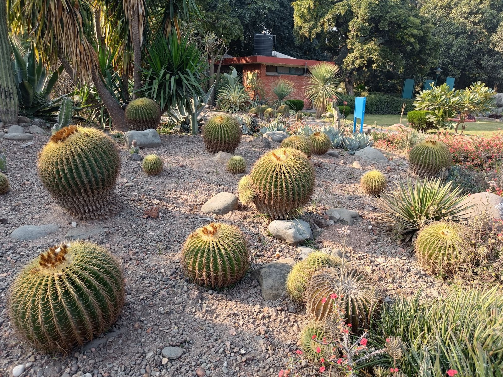 Cactus Garden- Panchkula, Best Time to Visit cactus garden, Panchkula