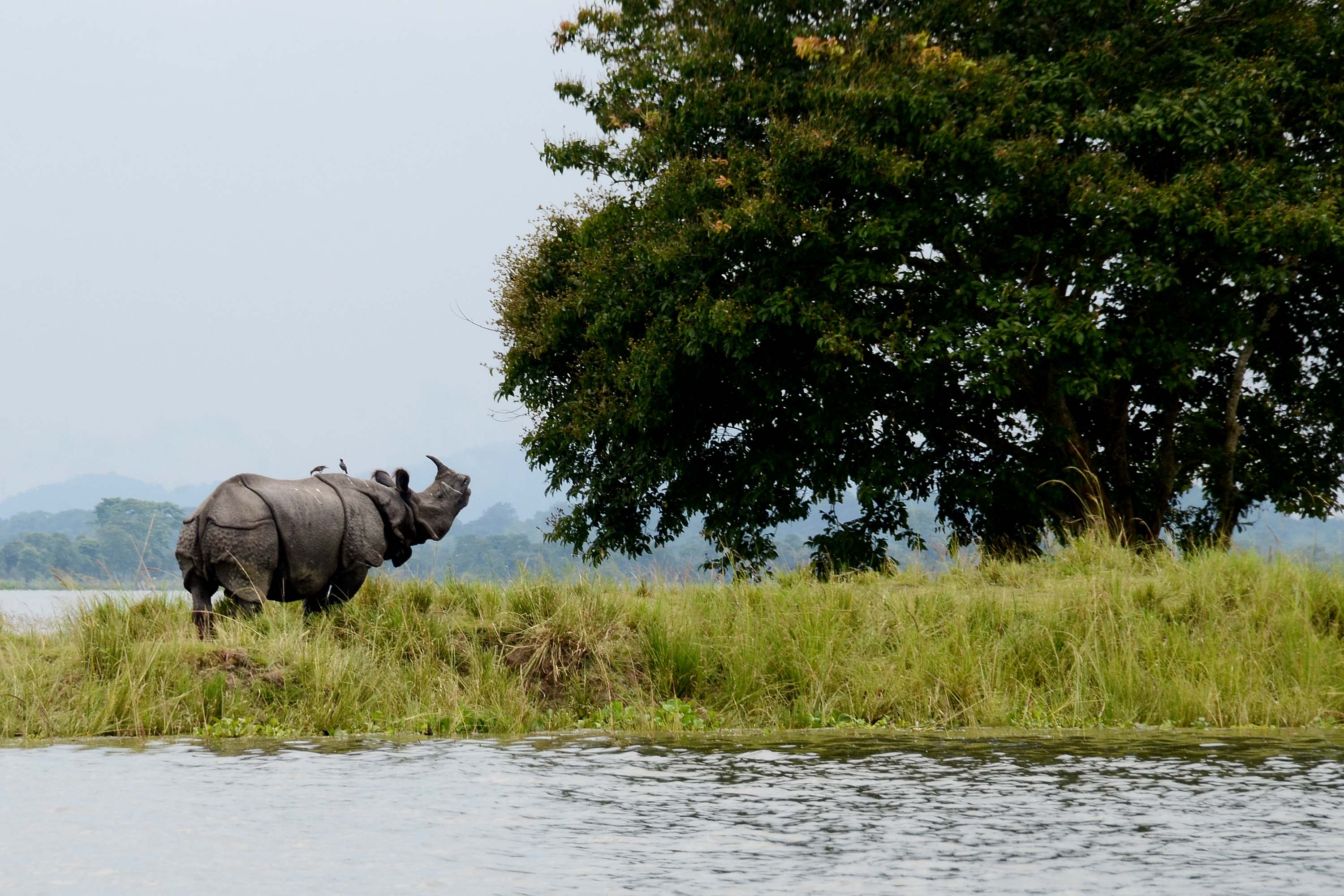 Layout of Kaziranga National Park Beauty_of_Kaziranga_National_Park (1)