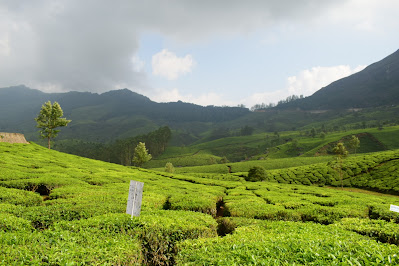Rajamalai Hills
