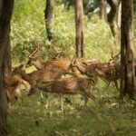 Bandipur National Park Travel Guide 2026 Bandipur national park