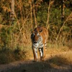 Pench Tiger Reserve Travel Guide 2026 Pench Tiger Reserve