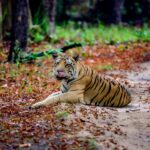 Kanha Tiger Reserve Travel Guide 2026 kanha national park