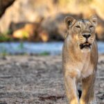 Gir National Park Travel Guide 2026 Gir National park