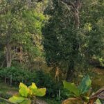 Rukhad Wildlife Sanctuary Travel Guide 2026 Rukhad wildlife sanctuary