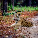 Wildlife Sanctuaries kanha national park